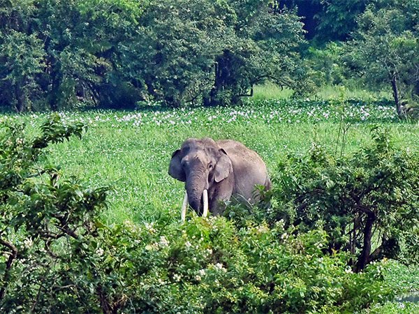 খাদ্যৰ সন্ধানত লোকালয়ত প্ৰৱেশ কৰা বনৰীয়া হাতীৰ আক্ৰমণত মৃত্যু স্বামী-স্ত্ৰীৰ