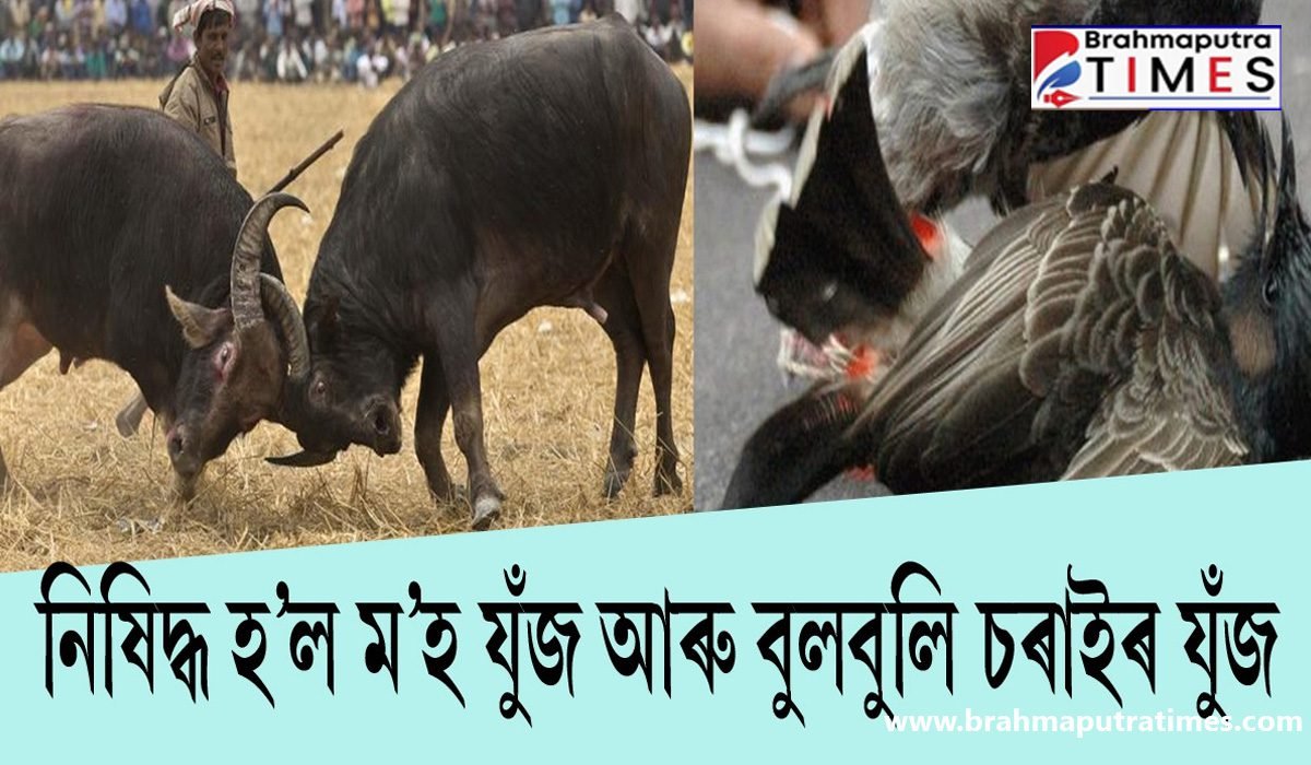 ৰাজ্যত ম’হ যুঁজ-বুলবুলি যুঁজ সম্পূৰ্ণৰূপে বন্ধৰ নিৰ্দেশ উচ্চ ন্যায়ালয়ৰ