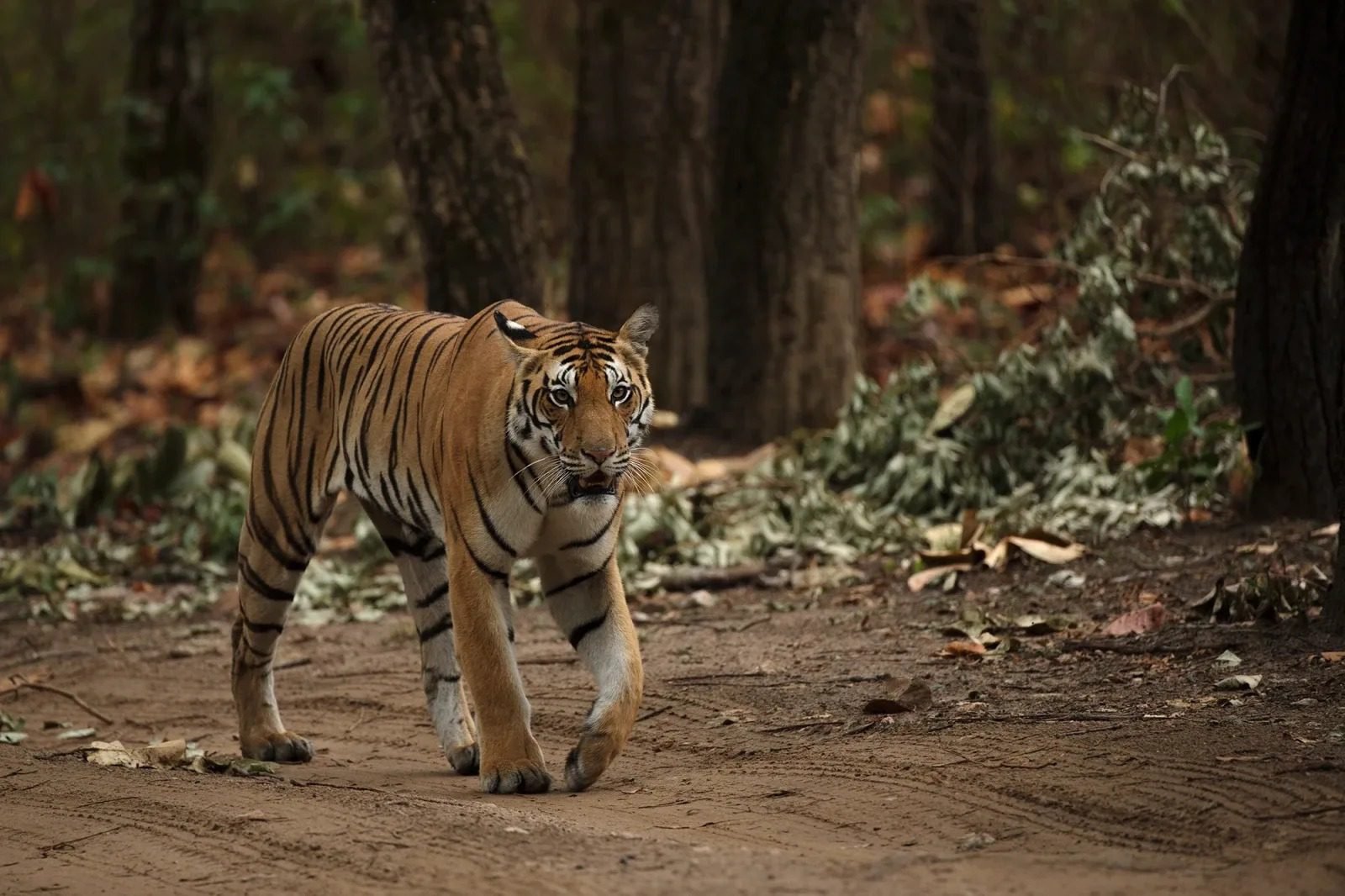 ওৰাং ৰাষ্ট্ৰীয় উদ্যানত বাঘৰ সংখ্যা বৃদ্ধি